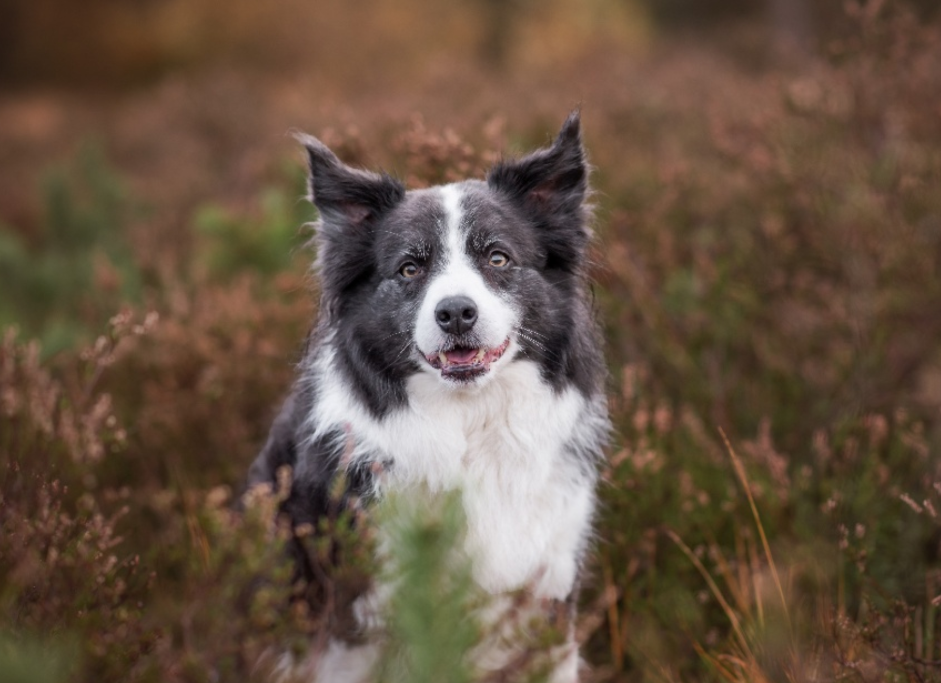 Border collie portret in de heide — een van de honden van Finn'est Power