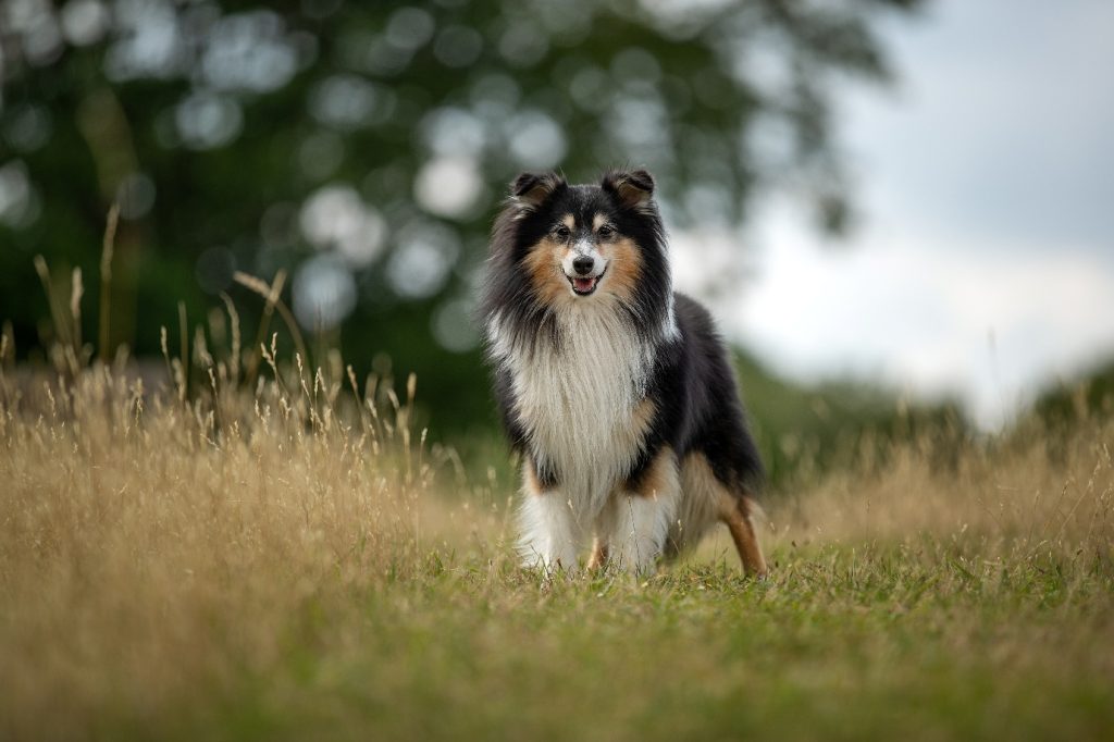 Finn — Shetland Sheepdog en inspiratie achter Finn'est Power